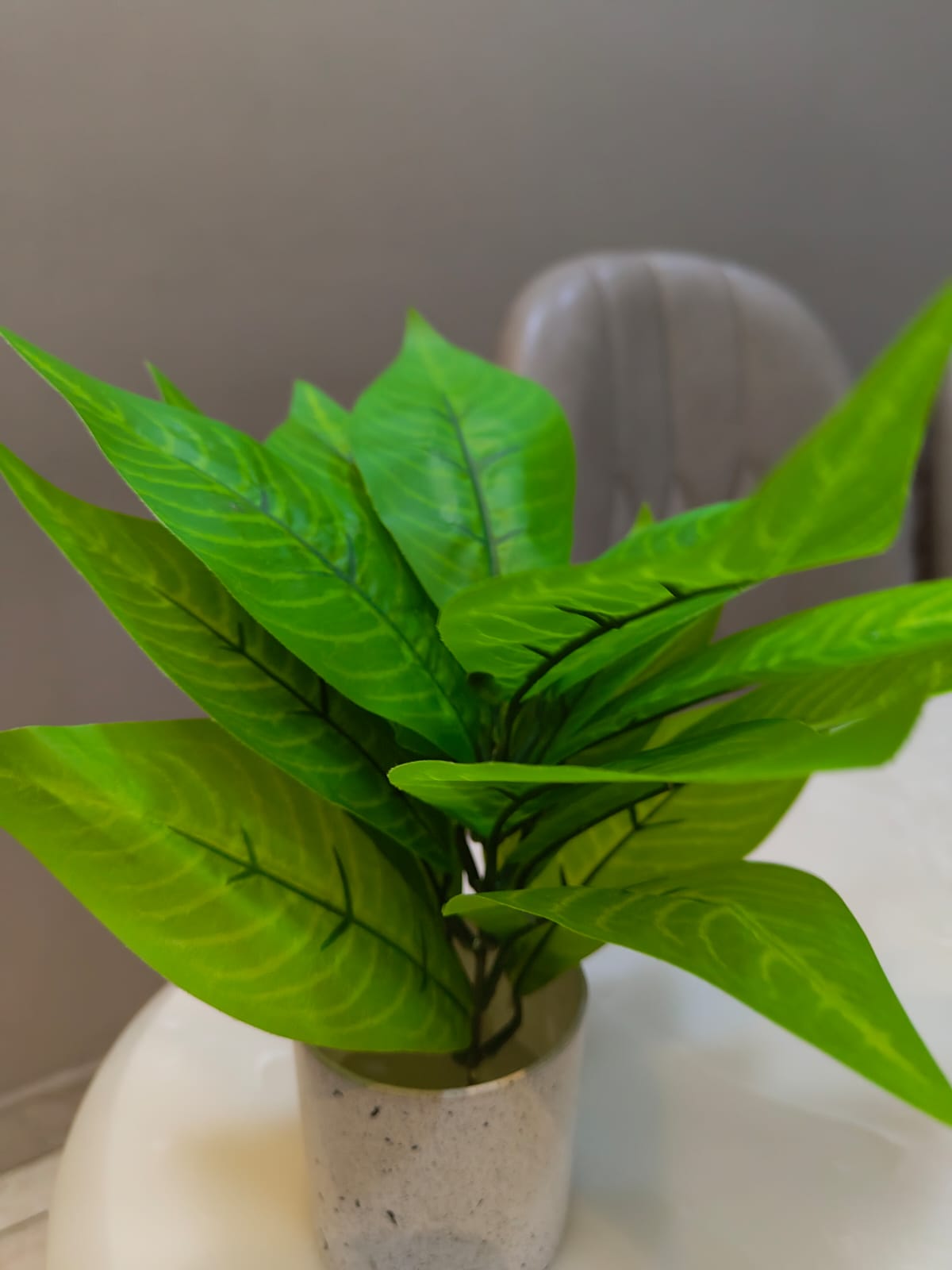 Snake plant with Pot