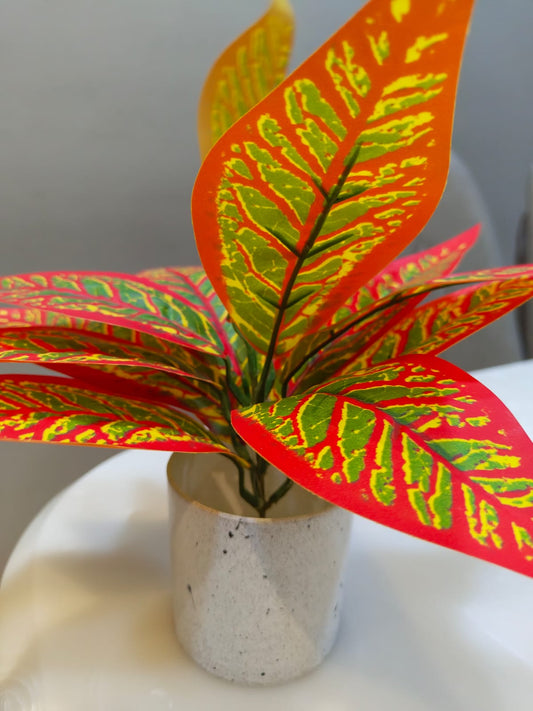 Snake plant with Pot